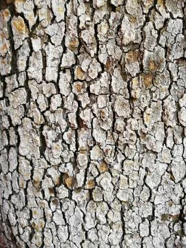 Macro view of the bark of a cracked and spotted lichen tree Stock Photos