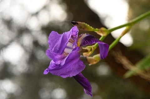 Macro View of Bearded Iris Throat and Fuzzy Beard Stock Photos
