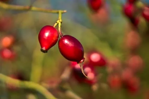 Macro view of beautiful fall rose hips fruit on warm autumn background Stock Photos