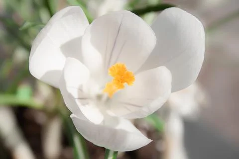 Macro view of a beautiful white Crocus flowers Stock Photos