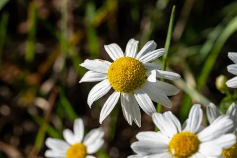 Macro view of a beautiful white daisy with a yellow center Фото