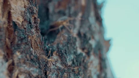 Macro view of Bedbug and Ant. Stock Footage 106305406