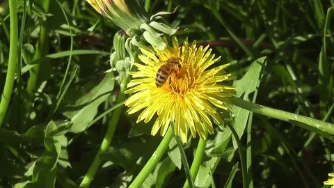 Macro view of a bee digging in a flower to look for nectar Stock-Footage 82267301