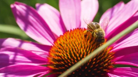 Macro view of a bee on an echinacea  flower Stock Footage 310449445