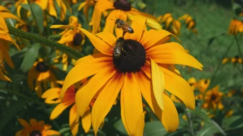 Macro view of bee flies on a yellow tropical flower and drinking nectar Stock Footage 133714367