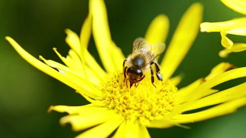 Macro view of bee on flower collecting nectar. Stock Footage 260722872