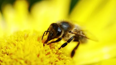 Macro view of bee on flower collecting nectar. Stock Footage 260722881