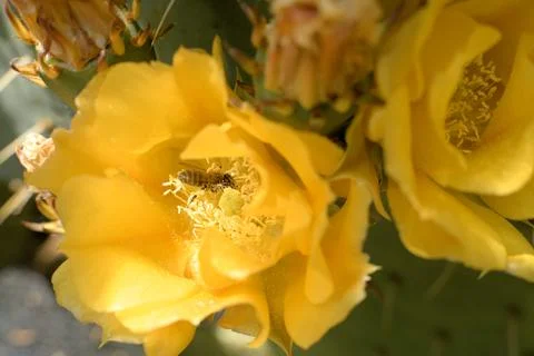 Macro view of bee inside yellow blossom Stock Photos
