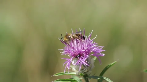 Macro view of bee pollinating flower Stock Footage 148344039