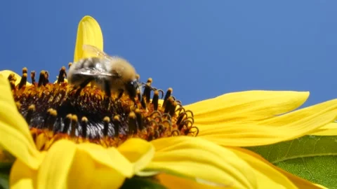 Macro view bee on sunflower collecting nectar pollen 库存影片 139333241