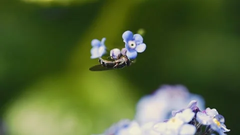 Macro view of bee on violet crocus flower collecting nectar. Stock Footage 260722792