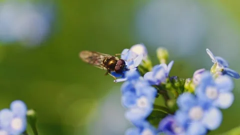 Macro view of bee on violet crocus flower collecting nectar. Stock Footage 260722841