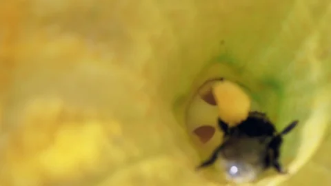 Macro view of bee in the yellow pumpkin flower Stock Footage 95206233