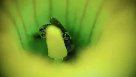 Macro view of bee in the yellow zucchini flower. 库存影片 92845742