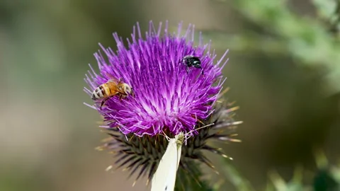 Macro view of bees and and butterfly on a thistle Video stock 336875714