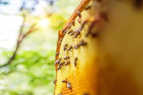 Macro View of Bees on Honeycomb Frame in Sunlight During Apiary Harvest wit.. Stock Photos