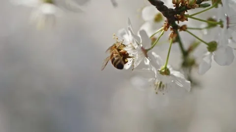Macro view of bees pollinating cherry trees in full bloom, slow motion high.. Stock Footage 305825488