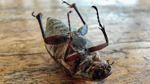 Macro View of a Beetle Lying on Its Back on a Wooden Surface Stock Photos