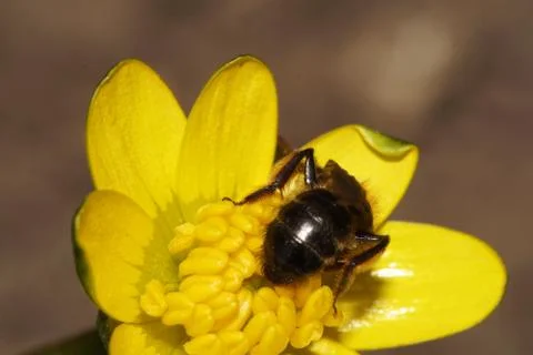 Macro view behind a striped and brown Caucasian wild bee 库存照片
