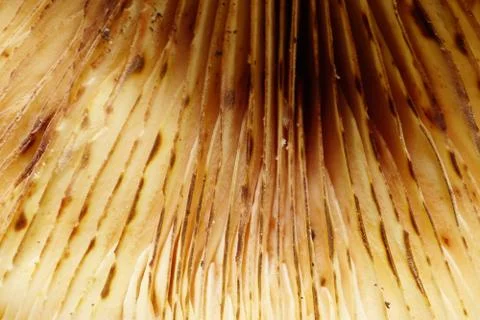 Macro view from below of cap of light brown Caucasian mushrooms  库存照片