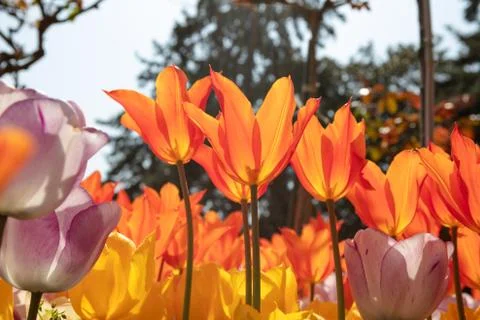 Macro view from below of orange tulips under sunshine.. Stock Photos