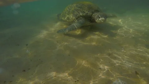 Macro view of Big olive turtle in the water on the coast of the Turtle Beach in Video stock 106812051
