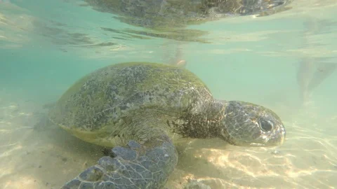 Macro view of Big olive turtle in the water on the coast of the Turtle Beach in Video stock 106812068