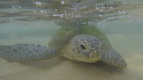 Macro view of Big olive turtle in the water on the coast of the Turtle Beach in 스톡 동영상 128731163