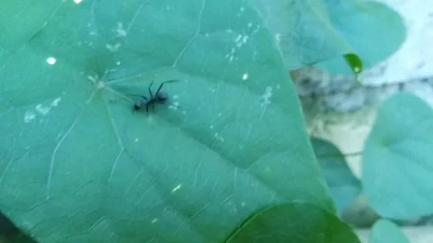 Macro view of a black ant crawling on a leaf among lush green foliage, show.. Stock Footage 340457882