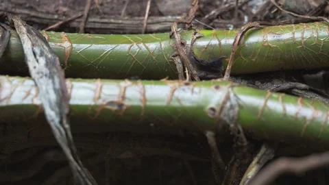 Macro view of black ants crawling along green jungle vines on tropical forest Stockbeeldmateriaal 334518484