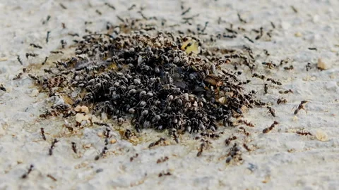 Macro view of black ants flock while eating dead animal, animal insect wildlife Stock Footage 345246169