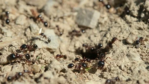 Macro view of black ants hill working on ground nest,animal insect wildlife Stock Footage 154771592