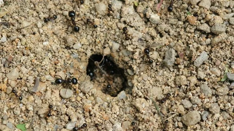 Macro view of black ants hill working on ground nest, animal insect wildlife Stock Footage 189964862