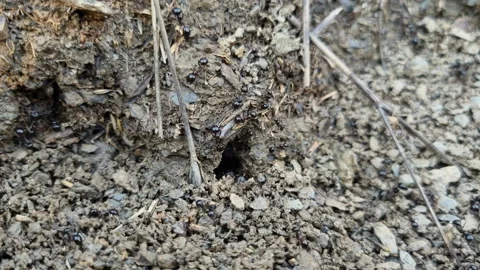 Macro view of black ants hill working on ground nest, animal insect wildlife Stock Footage 231021154