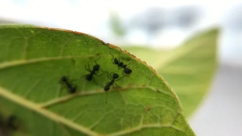 Macro view of black ants moving across a green leaf, highlighting teamwork. Stock Footage 336053937
