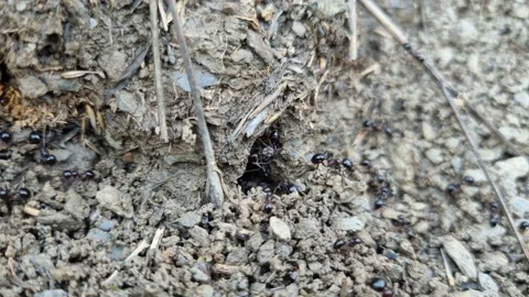 Macro view of black ants working on raw ground nest, animal insect wildlife Video stock 219588465