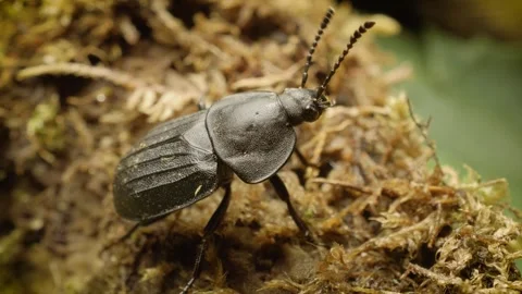 Macro view of black carrion beetle (Silpha tristis) Video stock 343429885