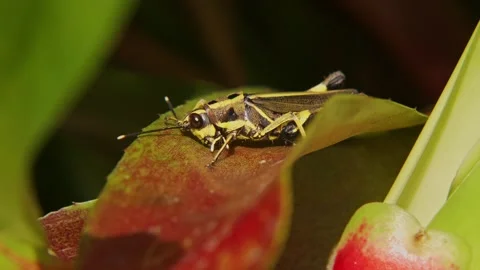 Macro View of Black Forest Grasshopper Grooming Its Head and Antennae Stock Footage 345305460