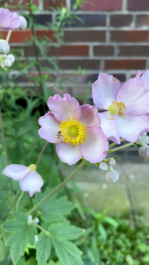 Macro view of blooming anemone flowers with vibrant petals Stock Footage 315682986