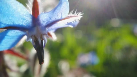 Macro View of Blue Borage Flower in Sunlight Vídeos de archivo 332997706
