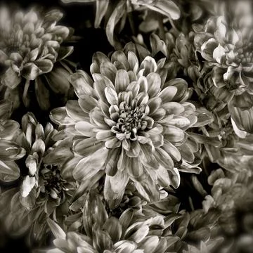 Macro view of blue flowers Stock Photos