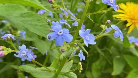 Macro view of blue forget me not flower in a spring garden Video stock 342509403