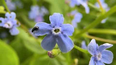 Macro view of blue forget me not flower Video stock 342510216