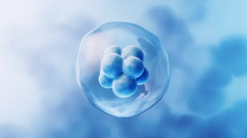 Macro view of blue human embryo cell division under microscope in clinical .. Stock Footage 332227440