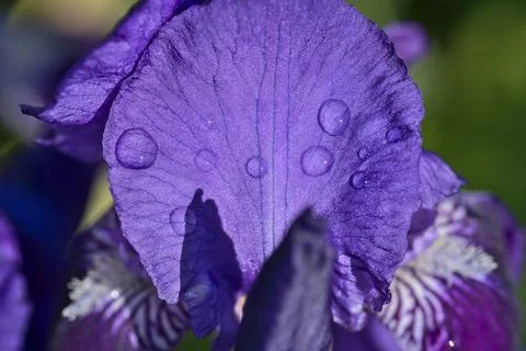 Macro view of blue Iris flower super hydrophobic petals with morning dew Foto stock
