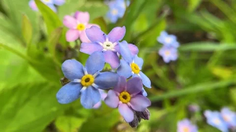 Macro view of blue violet purple pink forget me not flower Stock-Footage 342510071