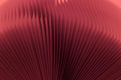 Macro view of book pages, as a background, red background. Stock Photos
