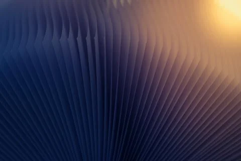 Macro view of book pages, as a background, violet yellow background. Stock Photos