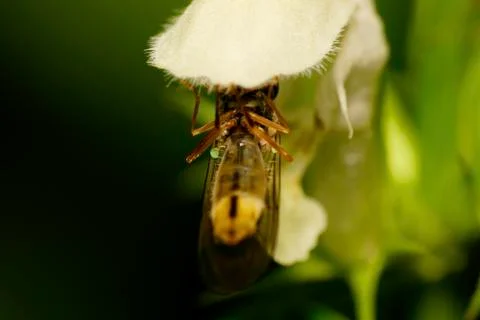 Macro view of the bottom of flower-fly hoverfly Syrphidae at petal flower 스톡 사진