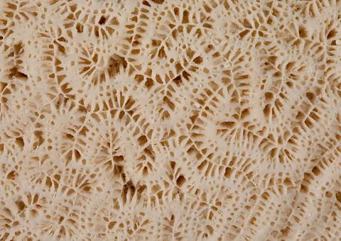 Macro View of a Brain Coral Stock Photos